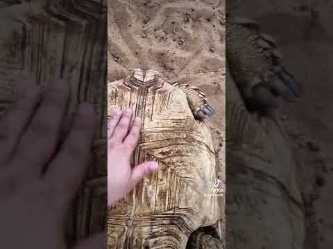 كيف تفرق بين أنثى السلحفاء والذكر سبحان الله