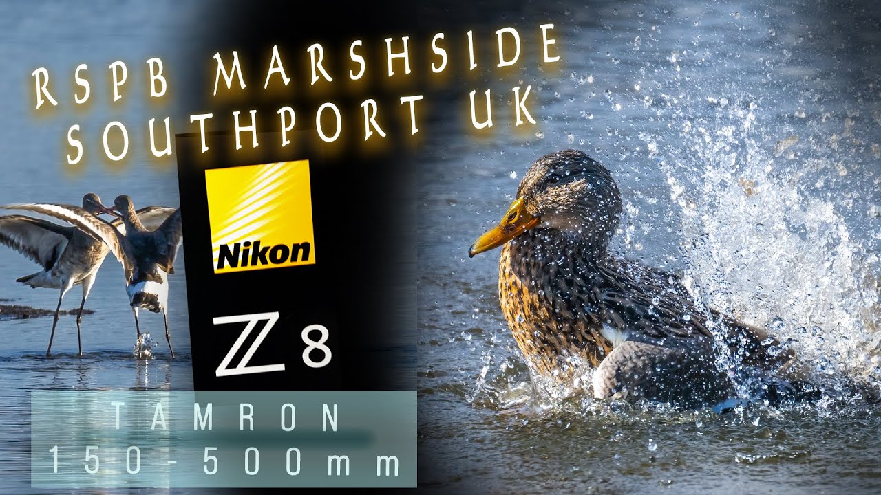 Testing the Tamron 150-500mm with the Nikon Z8 at RSPB Marshside UK