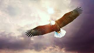 Soaring Eagle No Copyright Video | Eagle Copyright Free Video | Eagle Free Stock Video| Free Footage