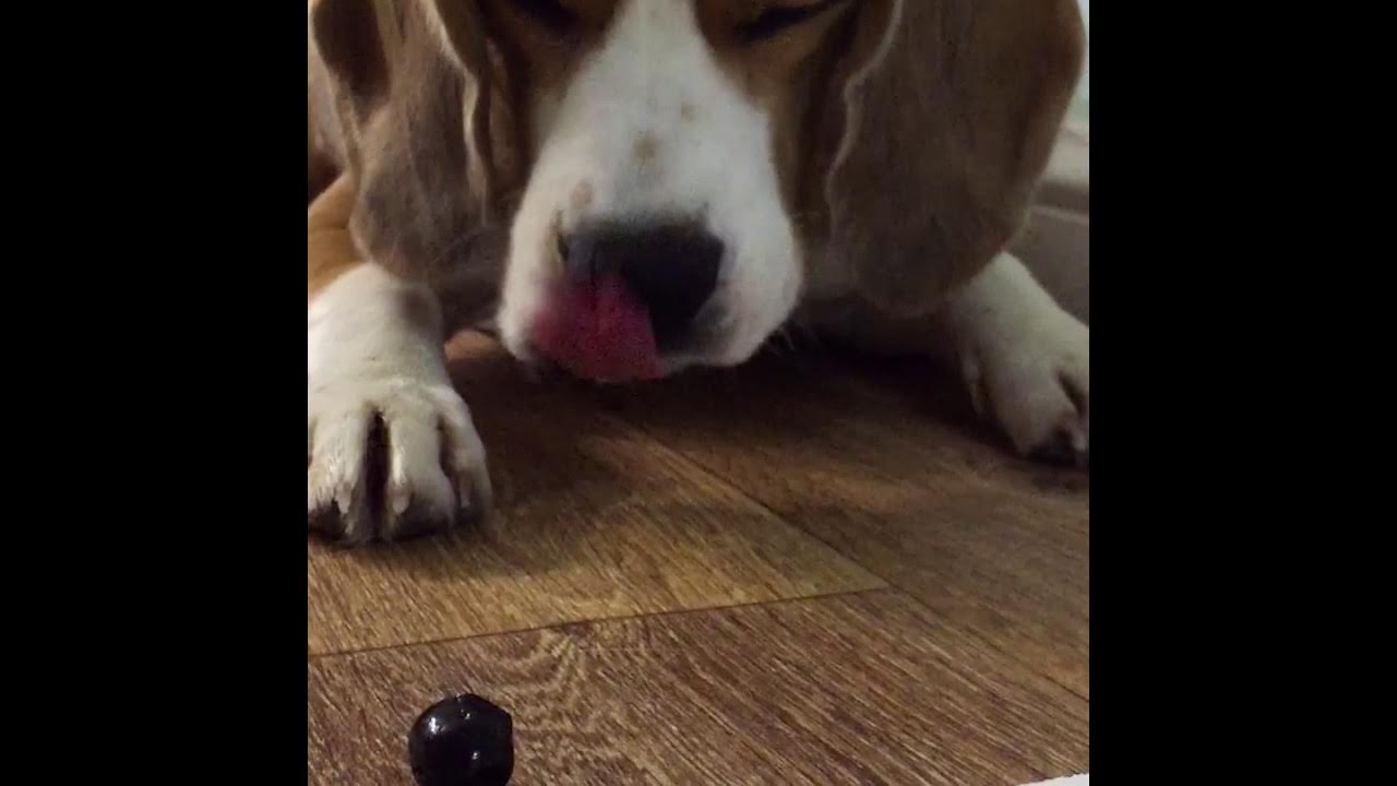 маслины лорадо 314 мл вес. собака с маслом на голове. маслины собакам. можно ли собакам оливки. маслины без косточки черные 300г.