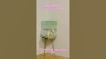 تلاوه عطره بالذكر الكريم #اكسبلور #cutebird #foryou #birds