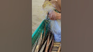 giăng lưới cá rô đồng mùa nước thấy ham quá