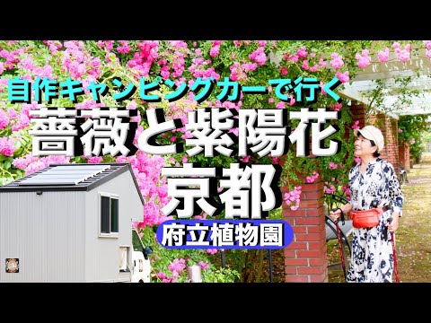 自作キャンピングカーで行く思い出の京都府立植物園の薔薇と紫陽花