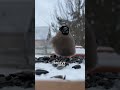 Зачем вешать кормушку для птиц?