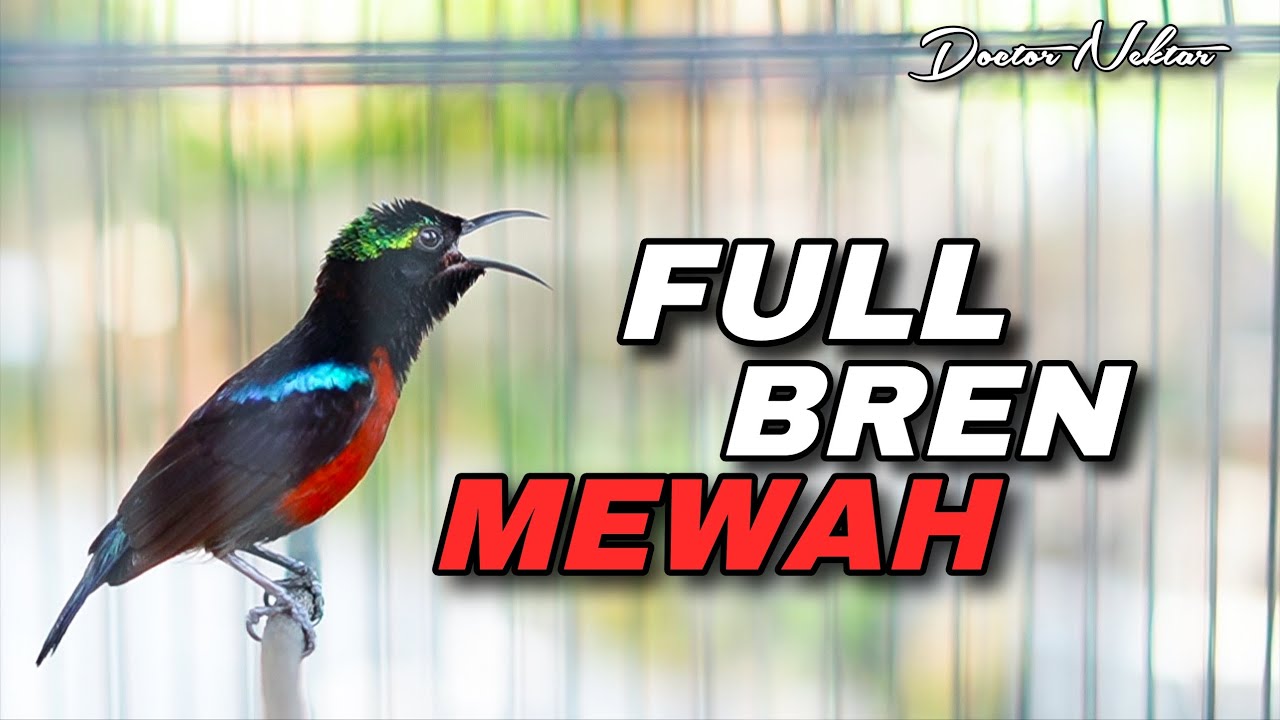 MASTERAN KONIN GACOR FULL ISIAN BREN MEWAH COCOK UNTUK MATERI KOLIBRI NINJA GACOAN LOMBA DI RUMAH