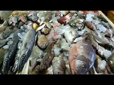 Video: Cara Berdagang Ikan