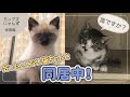 #10 【新生活】知らない子猫ちゃんがいる！？