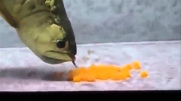 Cận cảnh cá rồng đẻ trứng và ấp trứng - YouTube.mp4