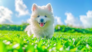 3 HOURS of Dog Calming Music For DogsAnti Separation Anxiety ReliefDeep Sleep Music