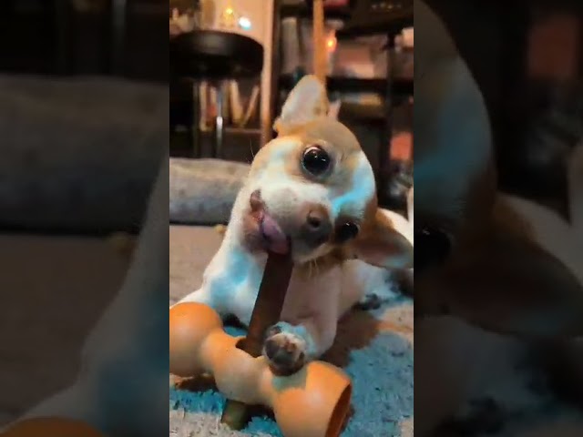 Marisol loves her Bully Sticks Marisol loves her Bully Sticks