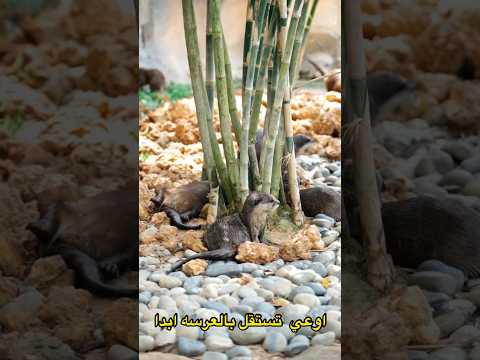 العرسه حراميه وبتسرق الدهب