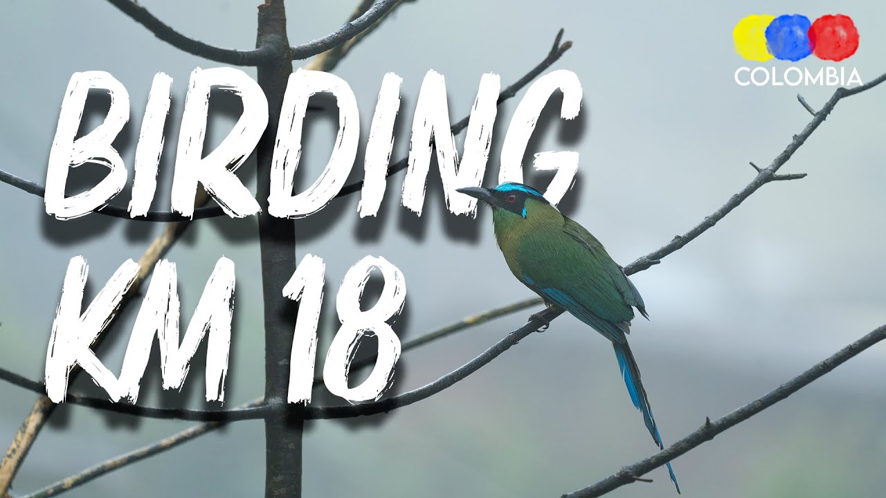 Birding in KM18 near Cali Colombia – Colombia Birdwatching 