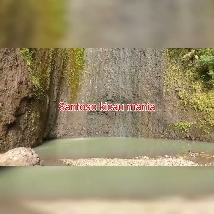 mp3 pikat jitu buat rambatan paruh merah dan burci lainnya