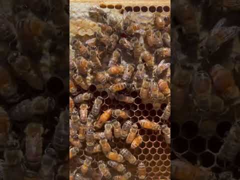 Video: Digger Bee Information: Cov Bees nyob hauv av yog dab tsi