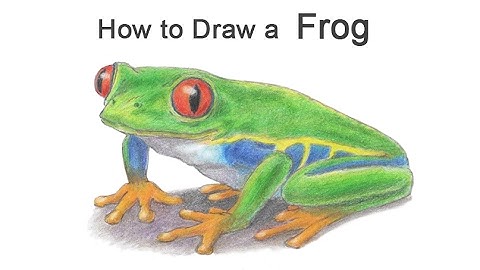 How to Draw a Frog (Red-Eyed Tree Frog)