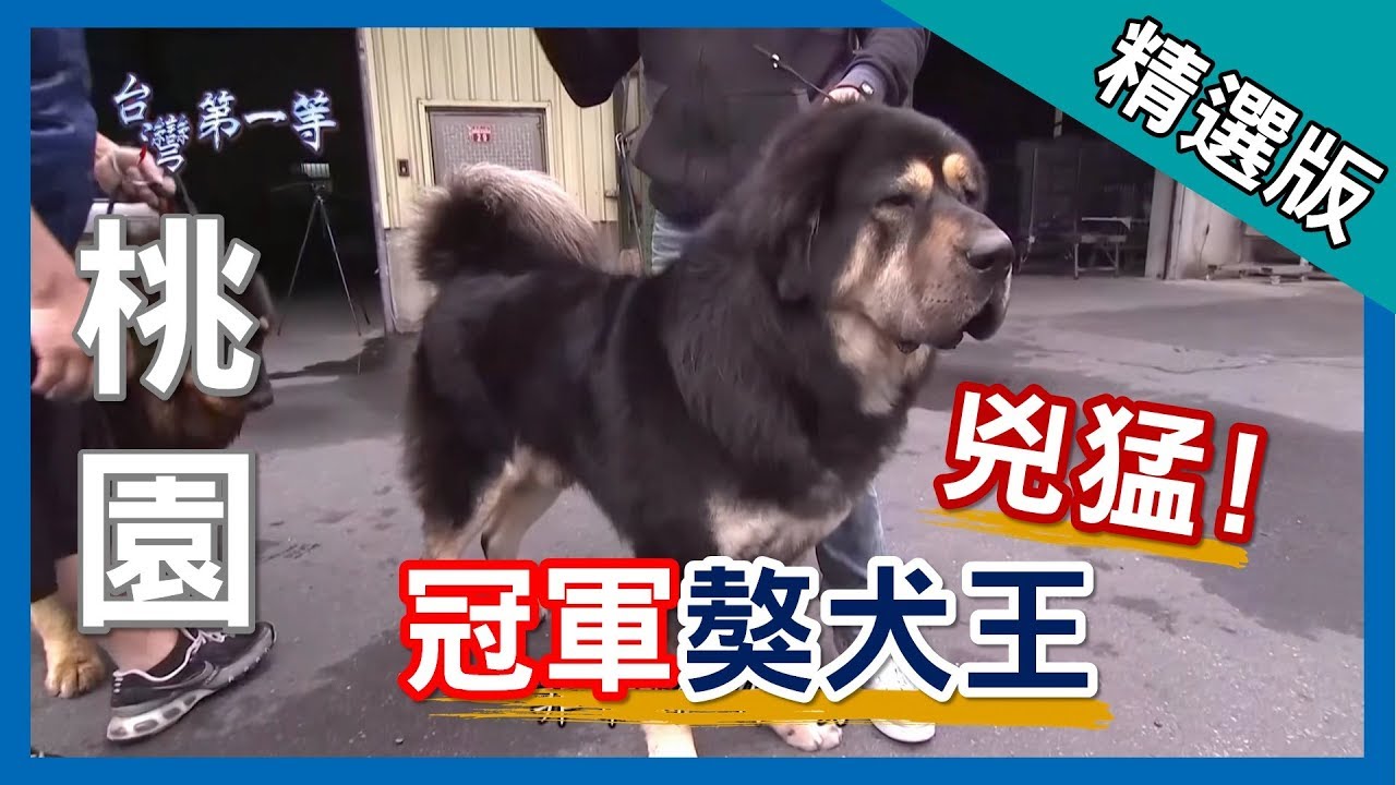 台灣第一等【台灣冠軍 猛犬藏獒】桃園 _精選版 - YouTube