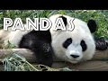 Giant Pandas Quiz
