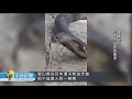 登山客疑遭泰國眼鏡蛇咬傷 5次清創保住腿