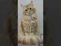 cat fan
