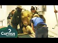 Treating lions with medical problems  wild animal rescue  curious natural world
