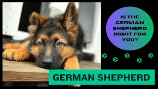 German Shepherd. Is this the puppy for you?