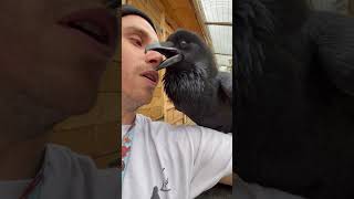 Raven Talking Back to a Guy
