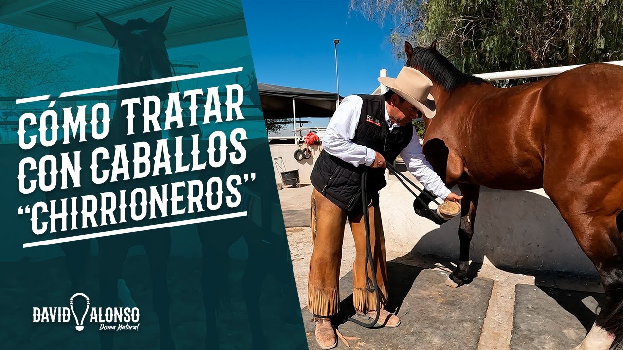 Cómo tratar con caballos 