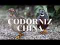 Codorniz China - Button