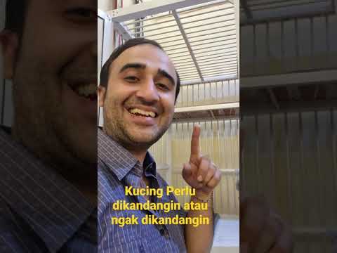 Video: Mengurung Kucing: Kapan dan Mengapa Terkadang Diperlukan