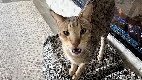 Watch the video about F2 Savannah Cats Meowing And Playing. Too Much Cuteness!