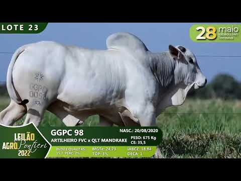LOTE 23   GGPC 98 1