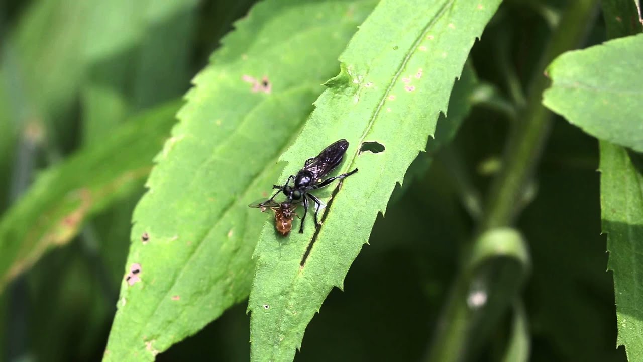 Robber Fly with prey