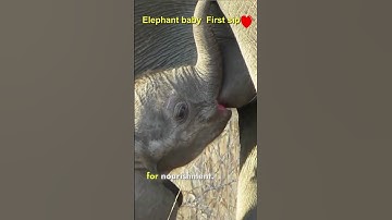 Thumbnail of Baby elephant drinks milk for the first time #elephant