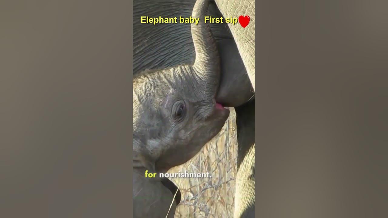 Baby elephant drinks milk for the first time #elephant
