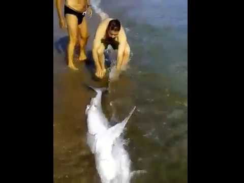 Καρχαρίας βγήκε σε παραλία των Χανίων