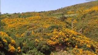 La colline jaune
