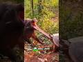 Tortuga vs Jabalí #animals