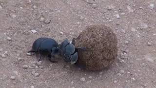 Addo Skarabaus Sudliches Afrika 2017