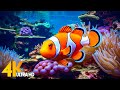 Capture de la vidéo Aquarium 4K Video (Ultra Hd) 🐠 Beautiful Coral Reef Fish - Relaxing Sleep Meditation Music #55