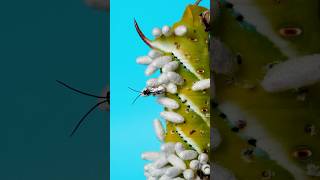 Wasps emerging from a caterpillar!