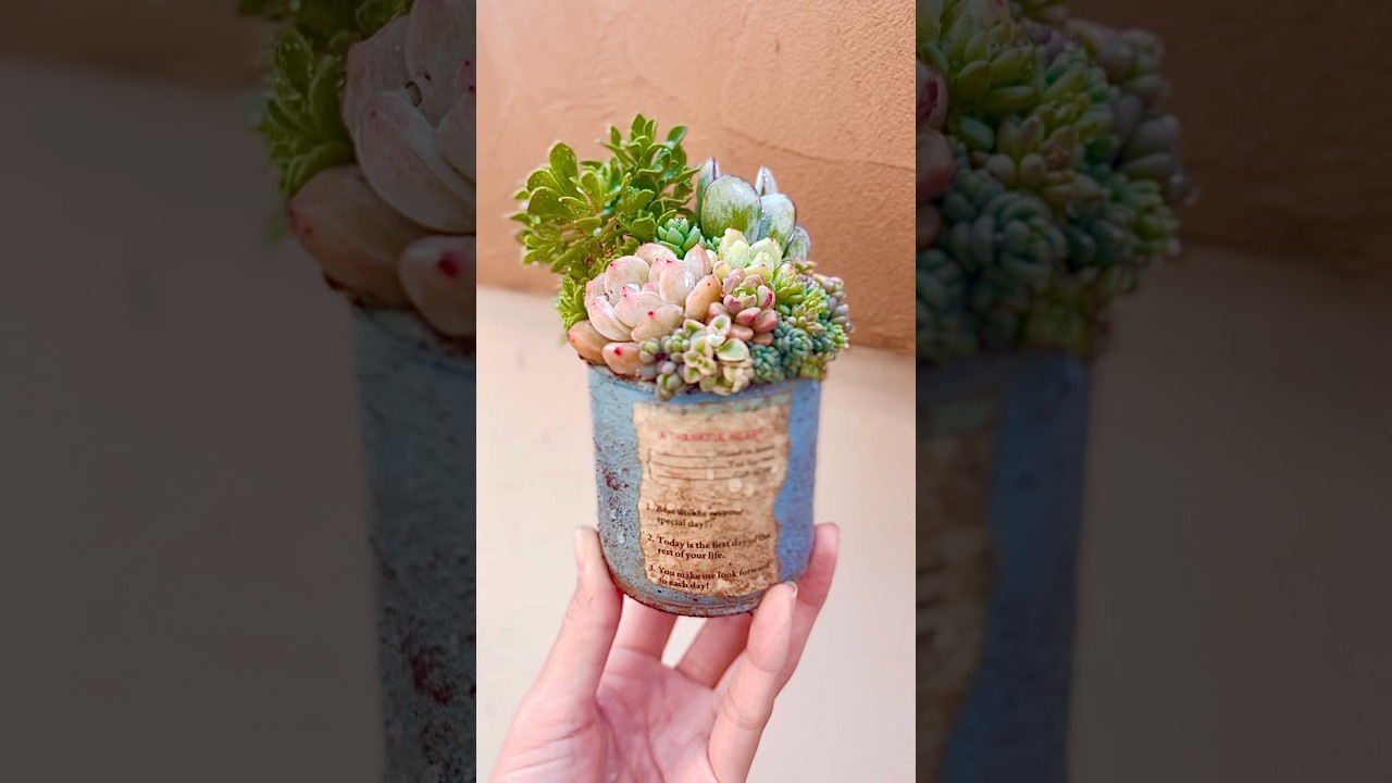 アエオニウムを使って寄せ植え😊 #succulent #多肉植物 #多肉寄せ植え