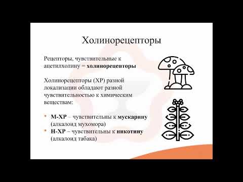 4.1. Холинергическая система. Холинотропные средства