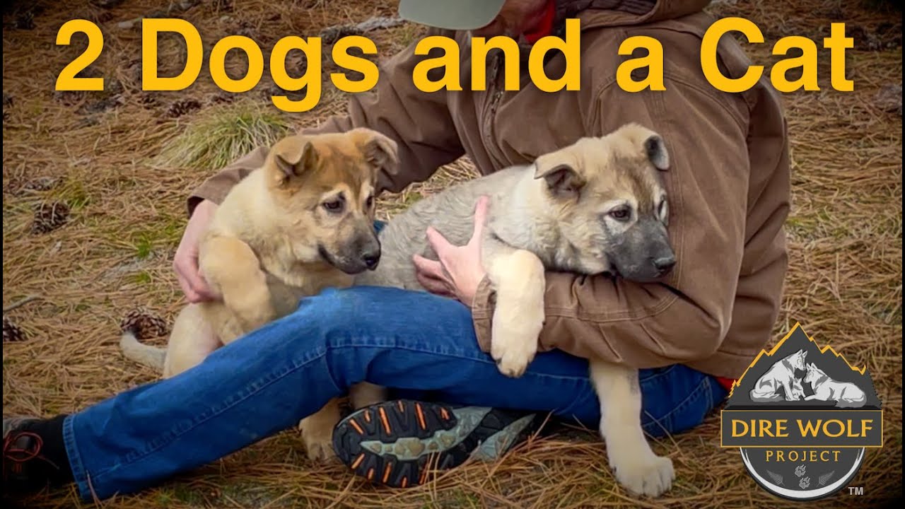 Two Puppies and a Cat | Dire Wolf Project - YouTube
