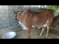 pure bhavunagar gir cow for sale near kanyakumari . daily 11 liters per day. contact:9600289221