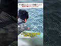 タモ網ひとすくいで大量ゲット！ 漁師の技がすごすぎる！ #漁業 #大漁 #シラス #海の幸 #漁師生活