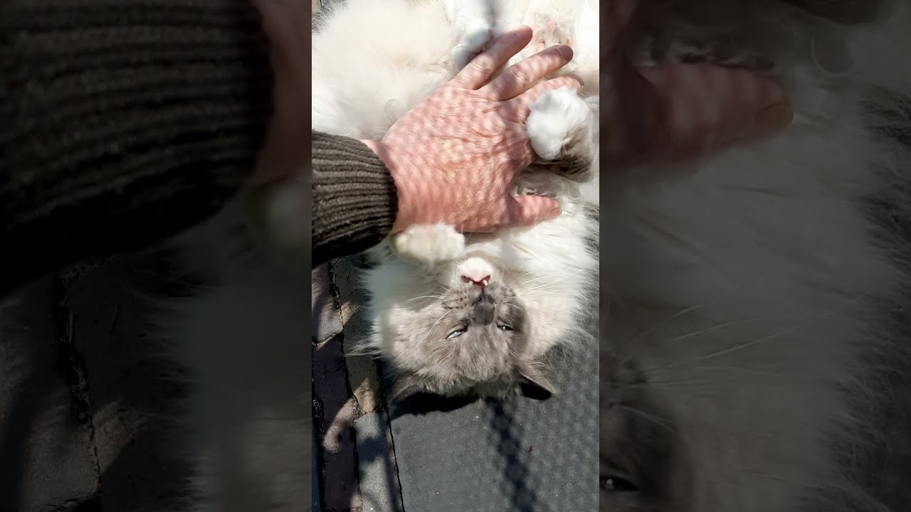 Ragdoll Cat Bites and Scratches me like a Ragdoll Cat Shorts YouTube