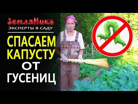 Чем потравить гусениц на капусте в домашних условиях