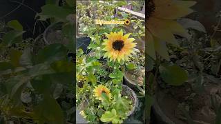 diy sunflower😱#ytshorts #shorts #trending#viral #diy #art #craft