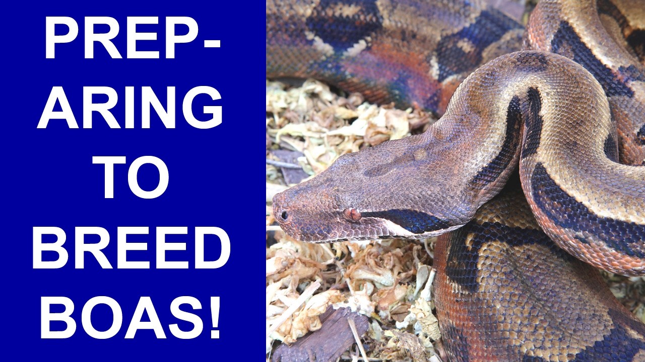 Should You Breed Your Reptiles?