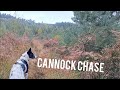 Exploring Cannock chase 